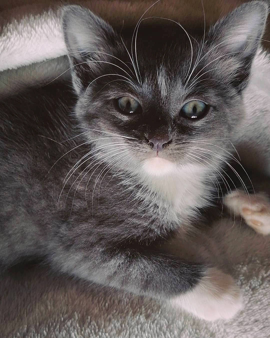 Grey participe au concours pour gagner de l'argent avec cette photo : birman, carnivore, cat, claw, domestic_short_haired_cat, felidae, fur, grey, iris, monochrome, monochrome_photography, paw, small_to_medium_sized_cats, snout, still_life_photography, terrestrial_animal, whiskers