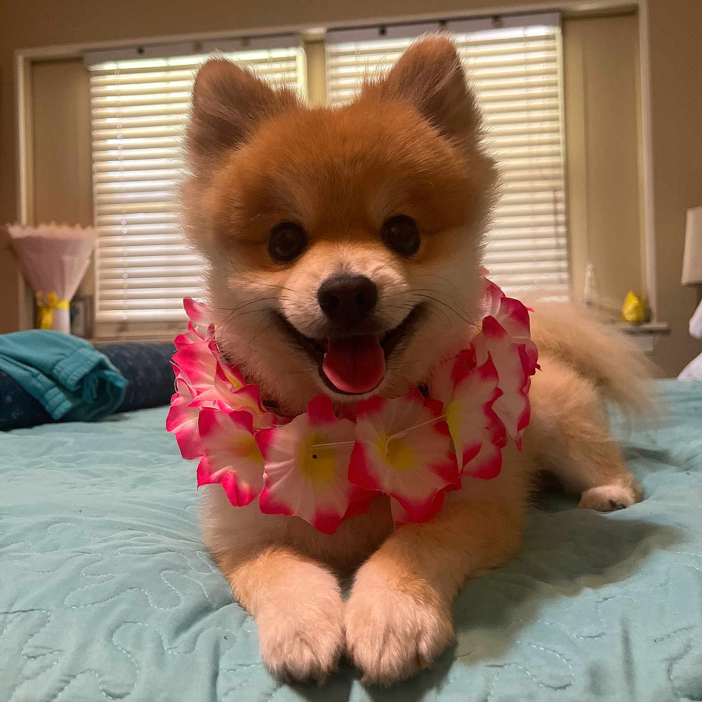 Lucky is registered to the contest to win money with this photo: animal, bed, blinds, cute, dog, ears, flower_lei, fluffy, fur, happy, indoor, lying_down, nose, paw, pet, pomeranian, quilt, smiling, tongue_out, window