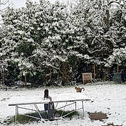 Stitch a rejoint le concours — aidez-le/la à gagner de superbes lots ! snow, cat, tabby_cat, tree, snow_covered, outdoor, backyard, ping_pong_table, fence, winter, nature, quiet, grass, wooden_box, cold, daylight, leafless_tree, snowfall, animal, recreation