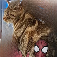 Stitch participe au concours pour gagner de l'argent avec cette photo : animal, blurred, brown, cat, costume, couch, digital_overlay, feline, funny, furry, indoor, peace_sign, pet, side_view, sitting, spiderman, striped, superhero, tabby_cat, whiskers
