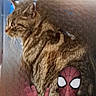 animal, blurred, brown, cat, costume, couch, digital_overlay, feline, funny, furry, indoor, peace_sign, pet, side_view, sitting, spiderman, striped, superhero, tabby_cat, whiskers