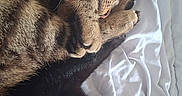 Stitch a rejoint le concours — aidez-le/la à gagner de superbes lots ! animal, bed, black_cat, blanket, cat, closeup, cozy, cute, feline, fur, indoor, paw, peace_sign, pet, playful, resting, sleeping, snuggling, tabby_cat, white_kitten
