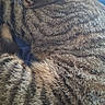 Stitch a rejoint le concours — aidez-le/la à gagner de superbes lots ! animal, cat, closeup, comfort, cozy, cute, domestic, feline, fur, indoor, mammal, nap, pet, relaxed, resting, sleeping, soft, stripes, tabby, whiskers