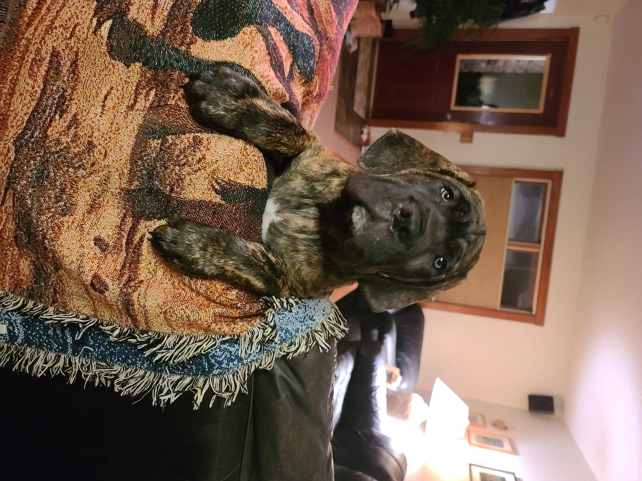 Ronan joined the competition — help win amazing prizes! art, costume, fashion_design, fun, fur, gesture, pattern, picture_frame, room, tree, visual_arts, wood, wool, wrist