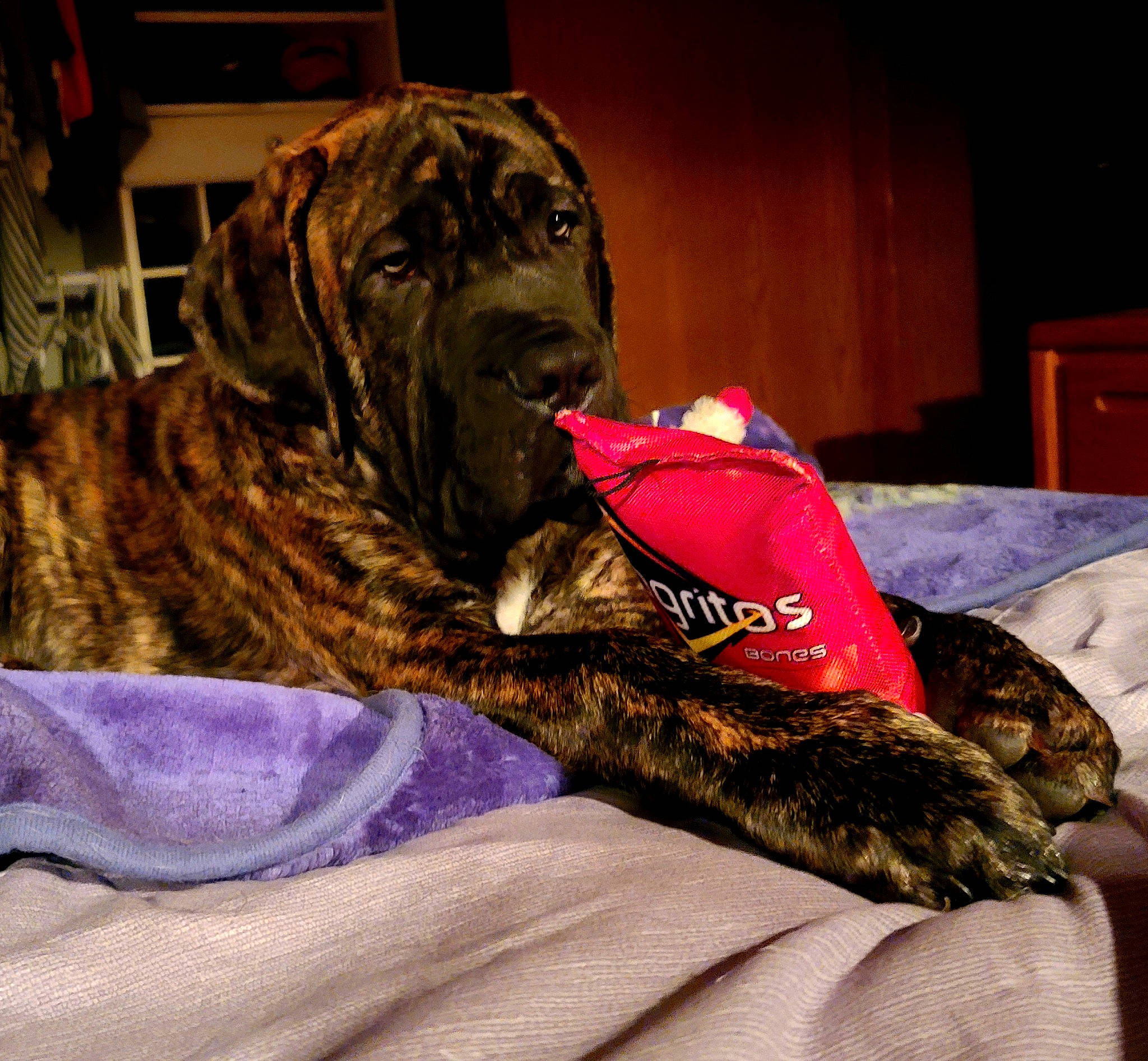 Ronan joined the competition — help win amazing prizes! bed, cabinetry, canidae, carnivore, cat, collar, comfort, companion_dog, dog, dog_breed, fawn, fur, guard_dog, liver, snout, sporting_group, tail, whiskers, working_animal, wrinkle