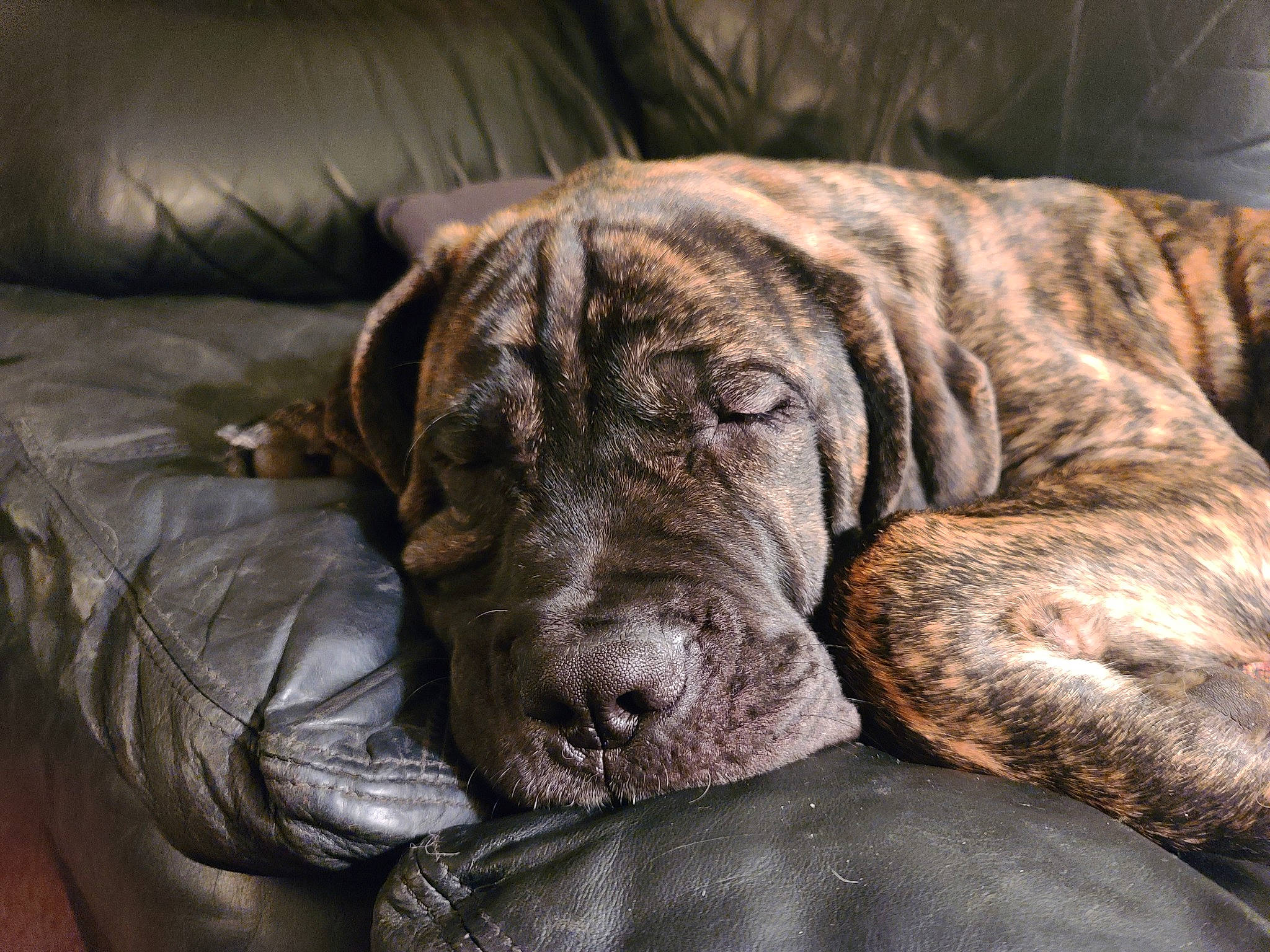 Ronan is registered to the contest to win money with this photo: canidae, carnivore, comfort, companion_dog, dog, dog_breed, fawn, fur, great_dane, guard_dog, liver, non_sporting_group, snout, sporting_group, terrestrial_animal, treeing_tennessee_brindle, whiskers, working_animal, working_dog, wrinkle