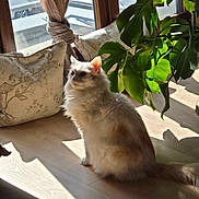 Houny a rejoint le concours — aidez-le/la à gagner de superbes lots ! cat, fluffy, indoor, sunlight, wooden_floor, cushions, plant, window, curtains, green_leaves, shadow, pet, domestic, relaxing, cozy, home, furniture, nature, light, animal
