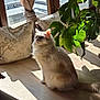 cat, fluffy, indoor, sunlight, wooden_floor, cushions, plant, window, curtains, green_leaves, shadow, pet, domestic, relaxing, cozy, home, furniture, nature, light, animal