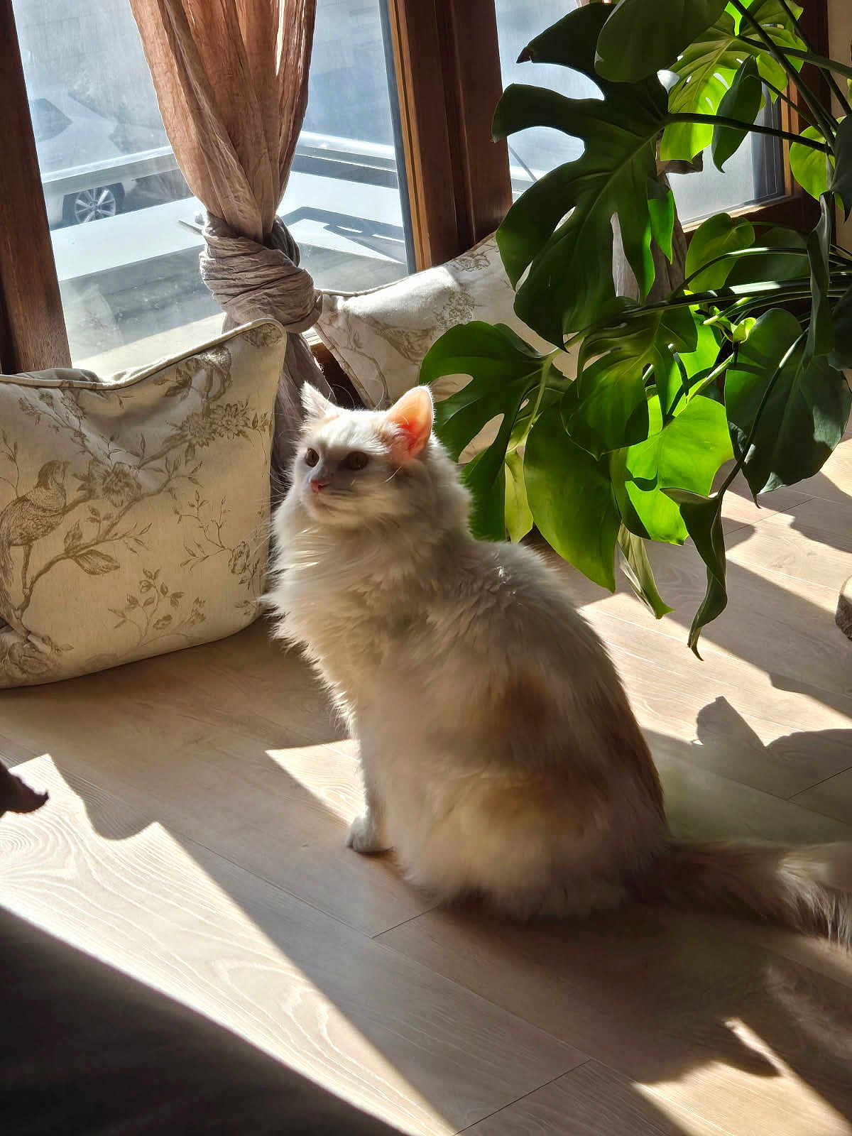Houny a rejoint le concours — aidez-le/la à gagner de superbes lots ! cat, fluffy, indoor, sunlight, wooden_floor, cushions, plant, window, curtains, green_leaves, shadow, pet, domestic, relaxing, cozy, home, furniture, nature, light, animal