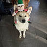 Vena a rejoint le concours — aidez-le/la à gagner de superbes lots ! dog, pet, elf_hat, toy, indoor, floor_tiles, brown_dog, white_dog, decorative_hat, cute, animal, companion, holiday, funny, blurred_background, standing, looking_up, fur, domestic_animal, playful