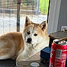 Vena participe au concours pour gagner de l'argent avec cette photo : akita, dog, pet, indoor, window, glass_door, blinds, table, coca_cola_can, smartphone, fur, animal, resting, calm, side_view, house, living_room, daylight, greenery, relaxing