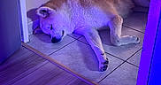 Vena participe au concours pour gagner de l'argent avec cette photo : dog, sleeping, indoor, tile_floor, purple_light, blue_light, corner, fur, pet, relaxing, resting, canine, quiet, calm, home, floor, animal, domestic, cozy, shadow