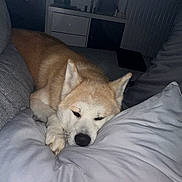 Vena a rejoint le concours — aidez-le/la à gagner de superbes lots ! dog, resting, pillow, couch, indoor, sleepy, tan_fur, white_fur, pet, animal, cozy, relaxed, furniture, living_room, domestic, mammal, companion, cute, calm, home