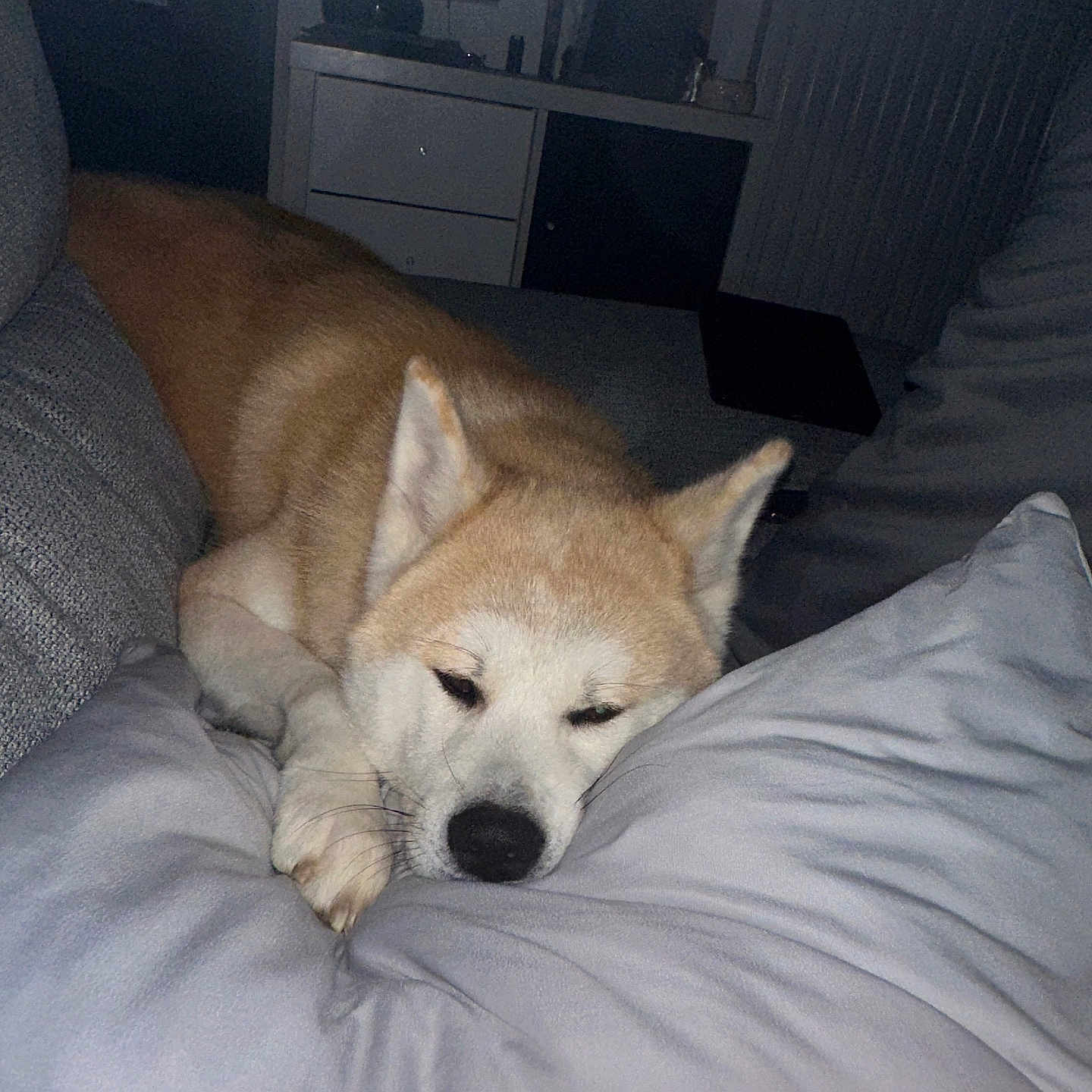 Vena a rejoint le concours — aidez-le/la à gagner de superbes lots ! dog, resting, pillow, couch, indoor, sleepy, tan_fur, white_fur, pet, animal, cozy, relaxed, furniture, living_room, domestic, mammal, companion, cute, calm, home