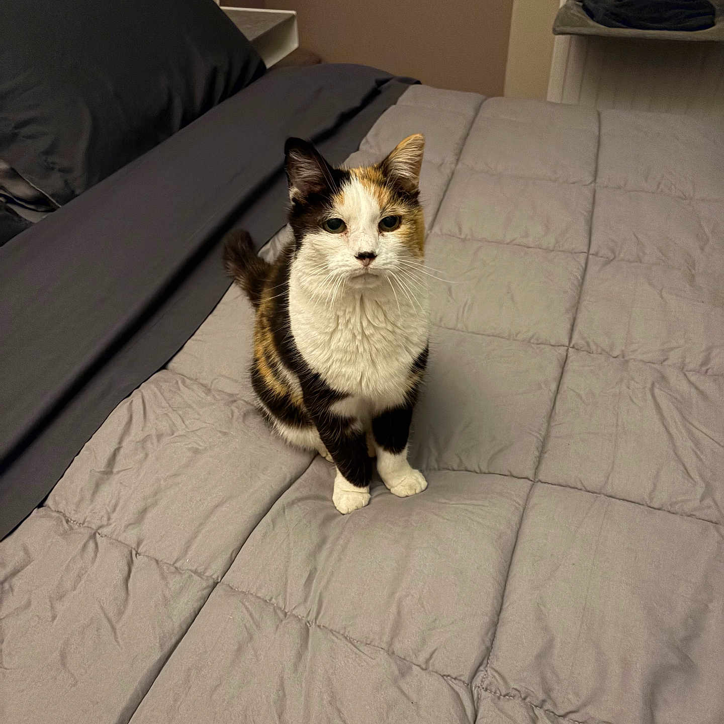 Elka