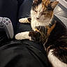 cat, calico_cat, pet, animal, lap, person, gaming_controller, controller, black_clothing, indoor, relaxing, fur, whiskers, ears, paw, home, casual, comfort, resting, close_up