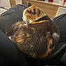 cat, calico, pet, animal, fur, curled_up, indoor, lap, relaxing, cozy, furniture, wood, person, clothing, black_pants, whiskers, tail, home, resting, soft_light