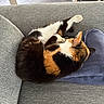 cat, calico, sleeping, couch, gray, towel, indoor, furniture, cozy, pet, relaxing, fur, paw, head, ear, home, resting, animal, living_room, textile