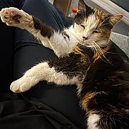 Elka a rejoint le concours — aidez-le/la à gagner de superbes lots ! cat, calico, pet, animal, fur, paw, relaxed, indoor, lap, person, black_clothing, window, couch, furniture, resting, whiskers, sleepy, closeup, domestic_cat, cozy