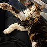 cat, calico, pet, animal, fur, paw, relaxed, indoor, lap, person, black_clothing, window, couch, furniture, resting, whiskers, sleepy, closeup, domestic_cat, cozy
