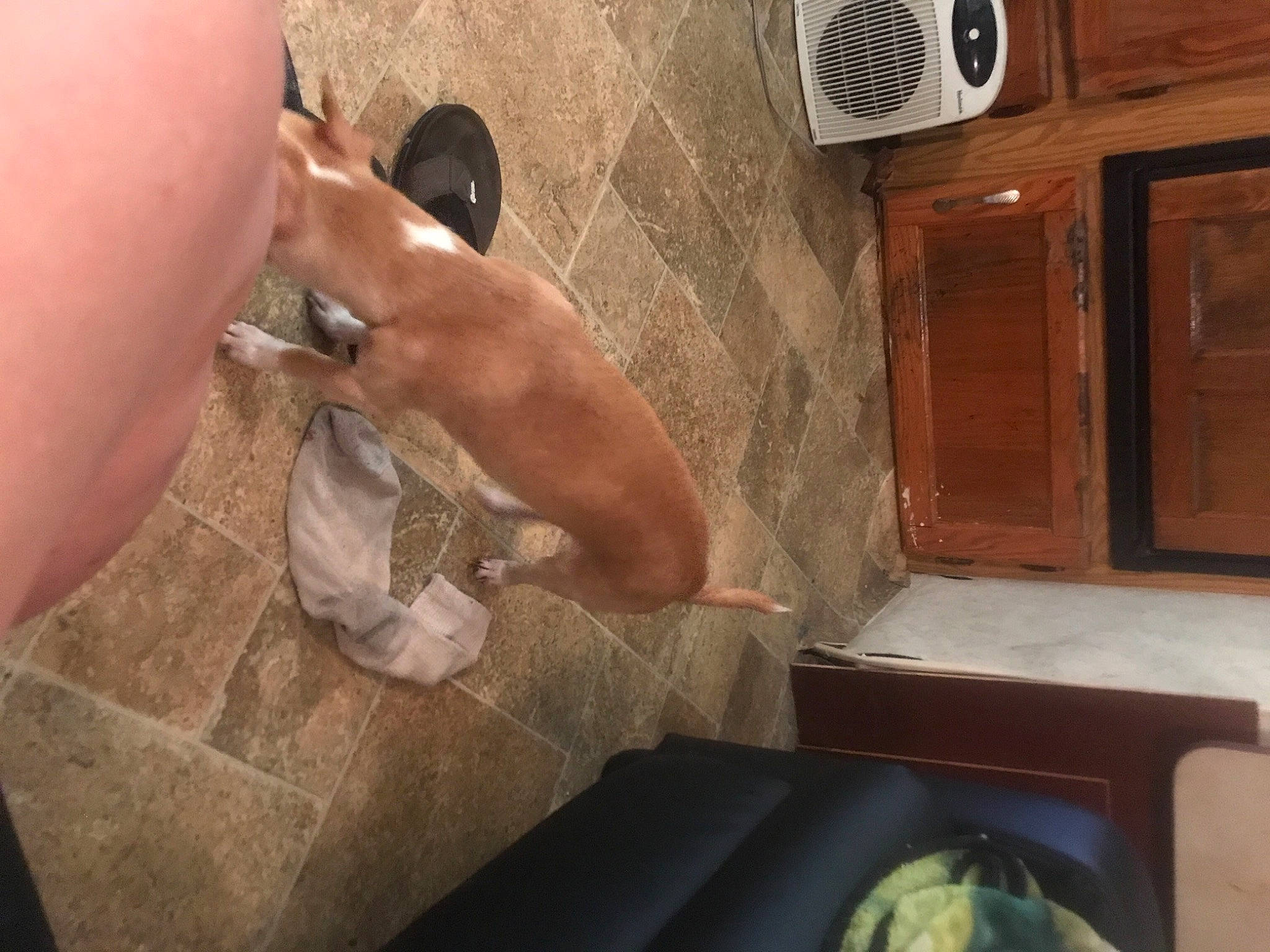 Butch is registered to the contest to win money with this photo: audio_equipment, barechested, cabinetry, chest, dog, elbow, fawn, flooring, hardwood, home_appliance, human_leg, kitchen, muscle, nail, room, snout, thumb, wood, wood_stain, wrist