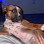 dog, pet, brown_dog, lying_down, tongue_out, hand, bed, blanket, television, screen, cables, indoor, wall, relaxing, playful, closeup, animal, domestic_animal, fur, snout