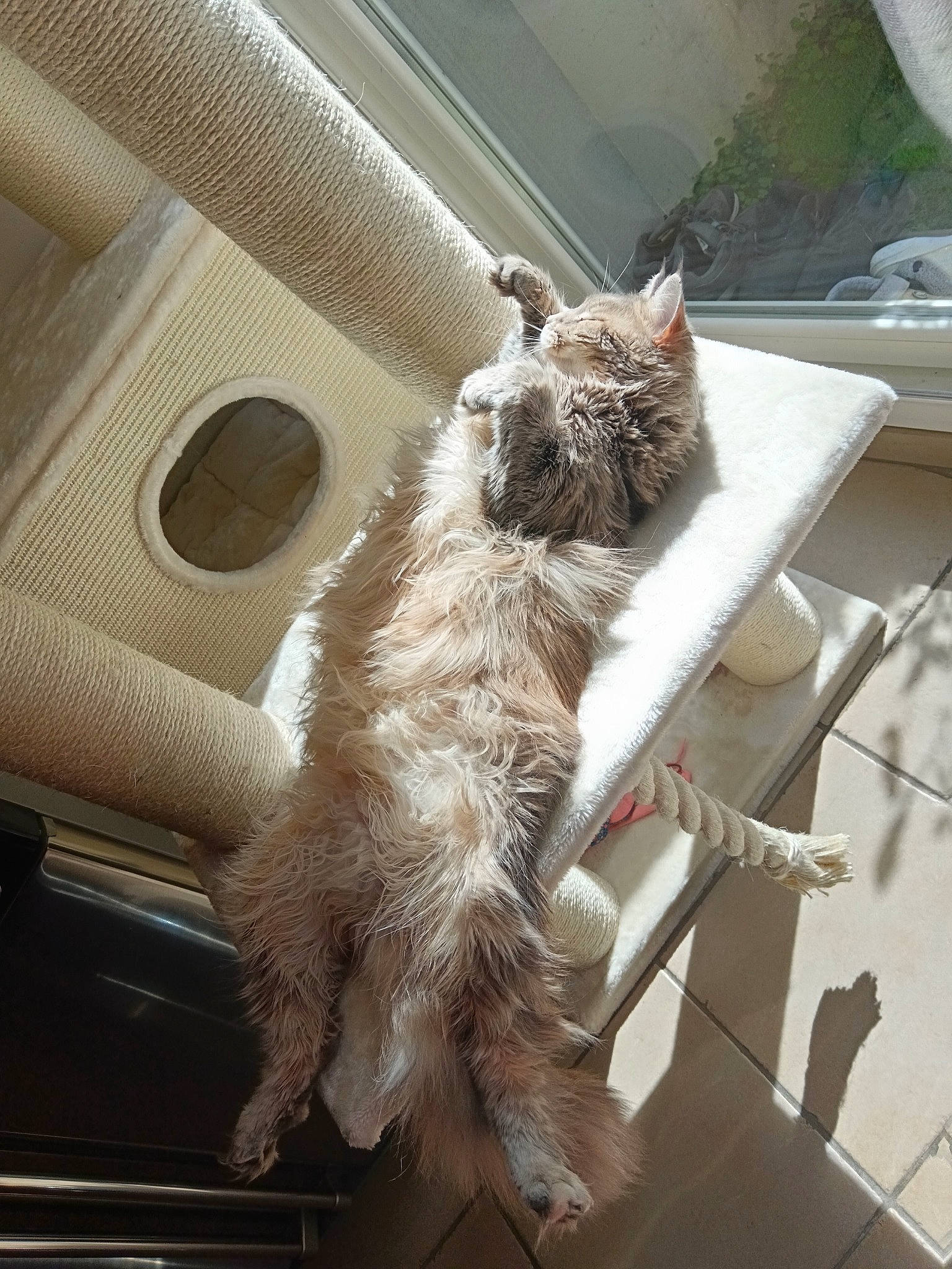 Tattoo a rejoint le concours — aidez-le/la à gagner de superbes lots ! carnivore, cat, claw, comfort, domestic_short_haired_cat, felidae, flooring, fur, metal, small_to_medium_sized_cats, tail, vehicle, whiskers, window, windshield, wood