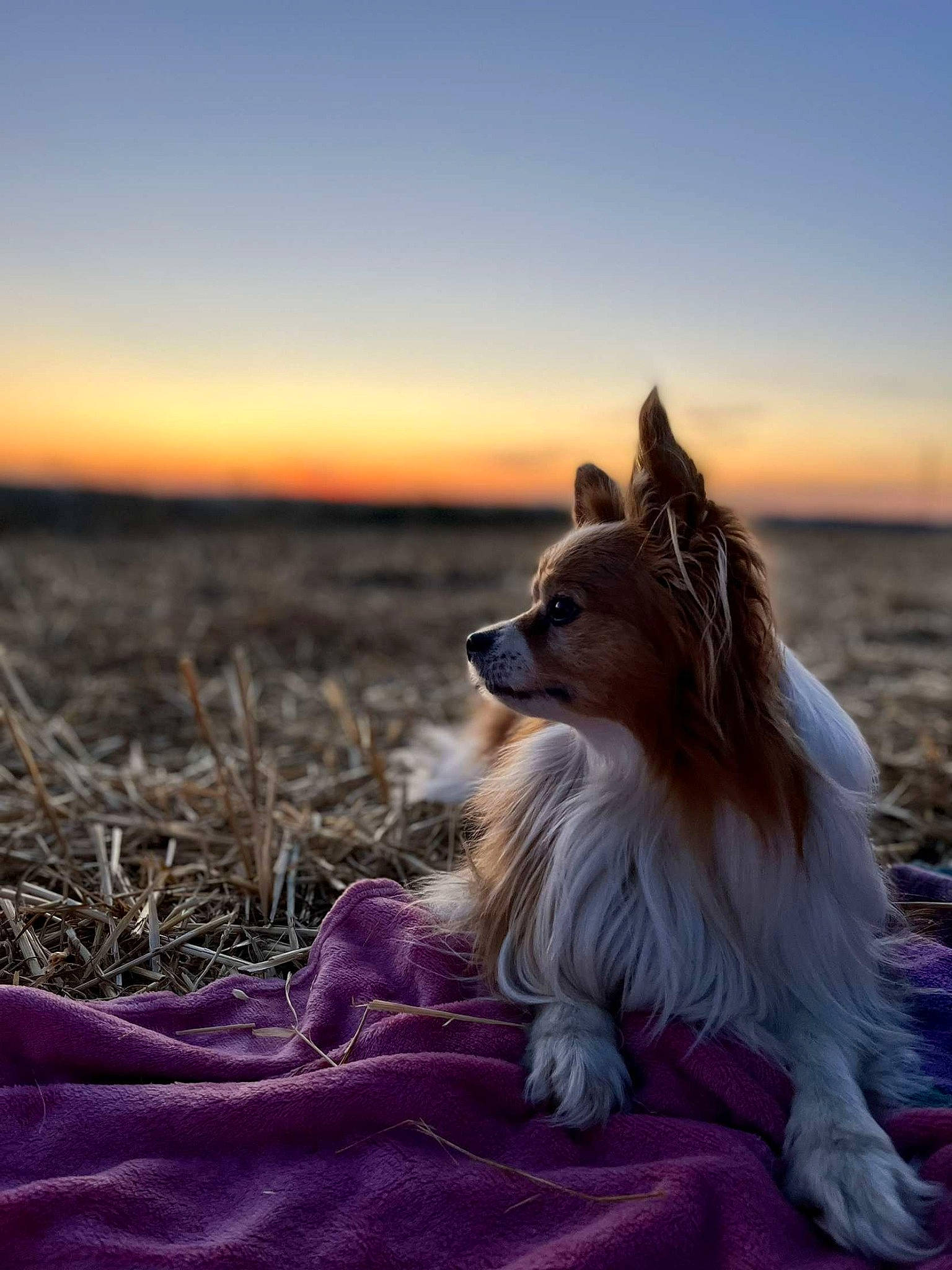 Figaro participe au concours pour gagner de l'argent avec cette photo : canidae, carnivore, cloud, collie, companion_dog, dog, dog_breed, fawn, happy, horizon, landscape, plant, rough_collie, scotch_collie, shetland_sheepdog, sky, sporting_group, sunrise, sunset, whiskers