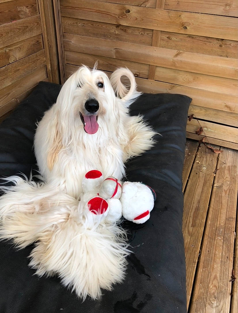 Newton a rejoint le concours — aidez-le/la à gagner de superbes lots ! carnivore, companion_dog, dog, dog_breed, dog_collar, dog_supply, fang, fur, hardwood, mammal, plank, smile, snout, sporting_group, terrier, toy, toy_dog, vertebrate, wood, wood_stain