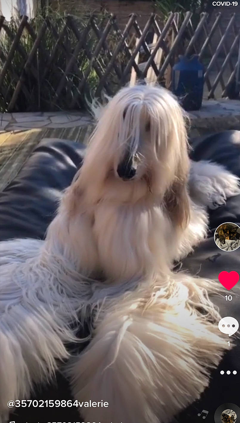 Newton a rejoint le concours — aidez-le/la à gagner de superbes lots ! blond, canidae, carnivore, companion_dog, dog, dog_breed, fashion_accessory, fawn, feather, fence, fur, liver, natural_material, non_sporting_group, sporting_group, tail, toy_dog, wing