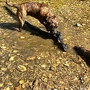 Zina a rejoint le concours — aidez-le/la à gagner de superbes lots ! dog, brindle, water, river, stick, rocks, pebbles, outdoor, sunlight, shallow_water, animal, playing, nature, daytime, canine, wet_fur, riverbed, environment, pet, summer