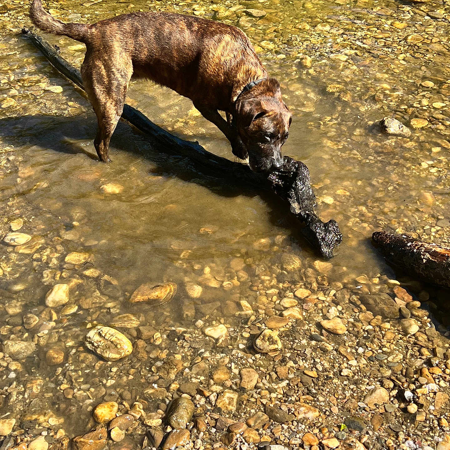 Zina a rejoint le concours — aidez-le/la à gagner de superbes lots ! dog, brindle, water, river, stick, rocks, pebbles, outdoor, sunlight, shallow_water, animal, playing, nature, daytime, canine, wet_fur, riverbed, environment, pet, summer