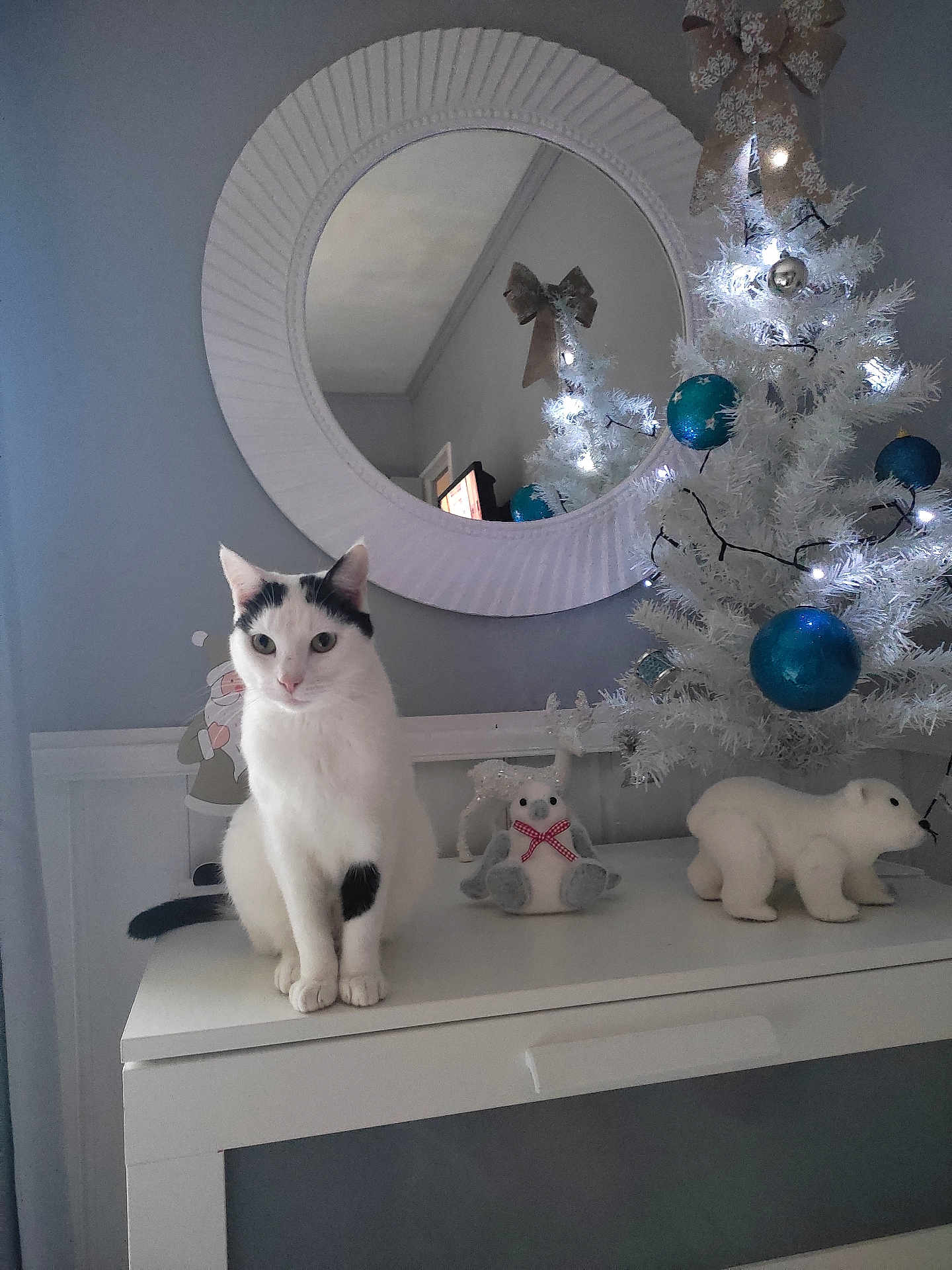 Luna participe au concours pour gagner de l'argent avec cette photo : cat, white_cat, black_and_white_cat, christmas_tree, white_christmas_tree, blue_ornaments, lights, mirror, table, decorations, polar_bear_figurine, plush_toy, indoor, holiday_decor, festive, wall, reflection, pet, cute, animal