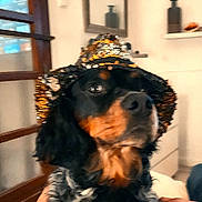 James participe au concours pour gagner de l'argent avec cette photo : accessory, black_and_tan, blurry, canine, closeup, costume, dog, eyes, fur, hat, home_interior, human_hand, indoor, mirror, nose, pet, portrait, sequin, sparkly, vase