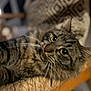 Titi a rejoint le concours — aidez-le/la à gagner de superbes lots ! cat, tabby, fur, whiskers, eyes, chair, woven, wood, pet, animal, indoor, relaxed, closeup, cute, feline, texture, curious, domestic, cozy, resting