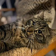 Titi a rejoint le concours — aidez-le/la à gagner de superbes lots ! cat, tabby, fur, whiskers, eyes, chair, woven, wood, pet, animal, indoor, relaxed, closeup, cute, feline, texture, curious, domestic, cozy, resting