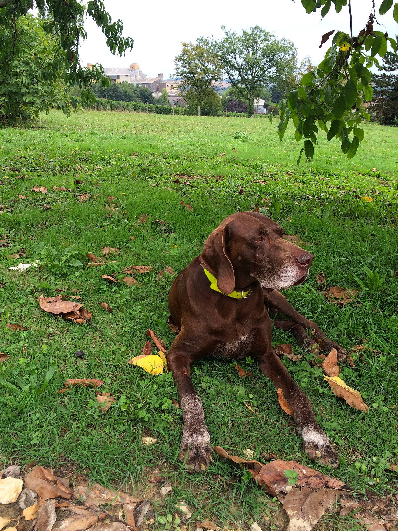 Démon participe au concours pour gagner de l'argent avec cette photo : carnivore, collar, companion_dog, dog, dog_breed, dog_collar, grass, grassland, groundcover, gun_dog, landscape, liver, pasture, pet_supply, plant, sky, tail, terrestrial_animal, tree, working_animal