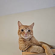 Simba is registered to the contest to win money with this photo: cat, ginger, feline, pet, indoor, shelf, wood, relaxed, curious, animal, whiskers, ears, paw, face, cute, domestic, fur, portrait, looking, resting