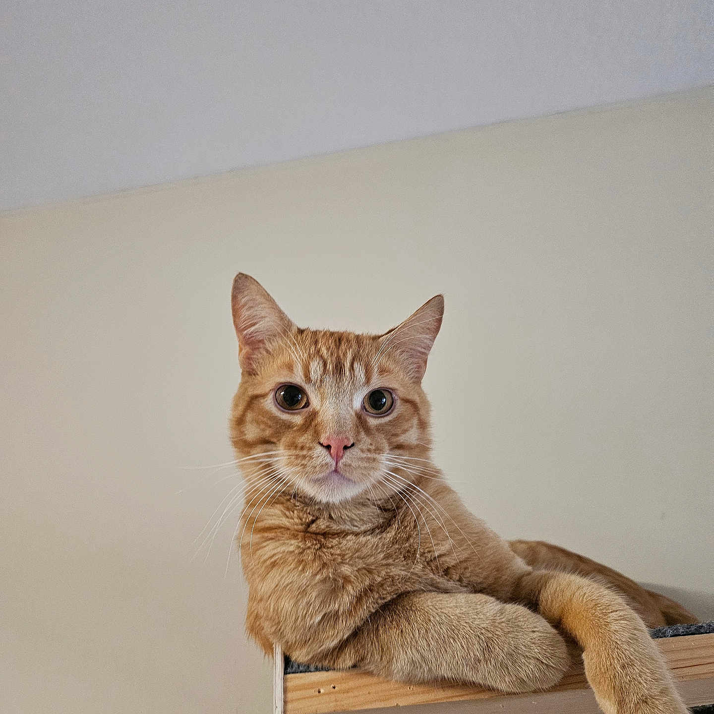 Simba is registered to the contest to win money with this photo: animal, cat, curious, cute, domestic, ears, face, feline, fur, ginger, indoor, looking, paw, pet, portrait, relaxed, resting, shelf, whiskers, wood