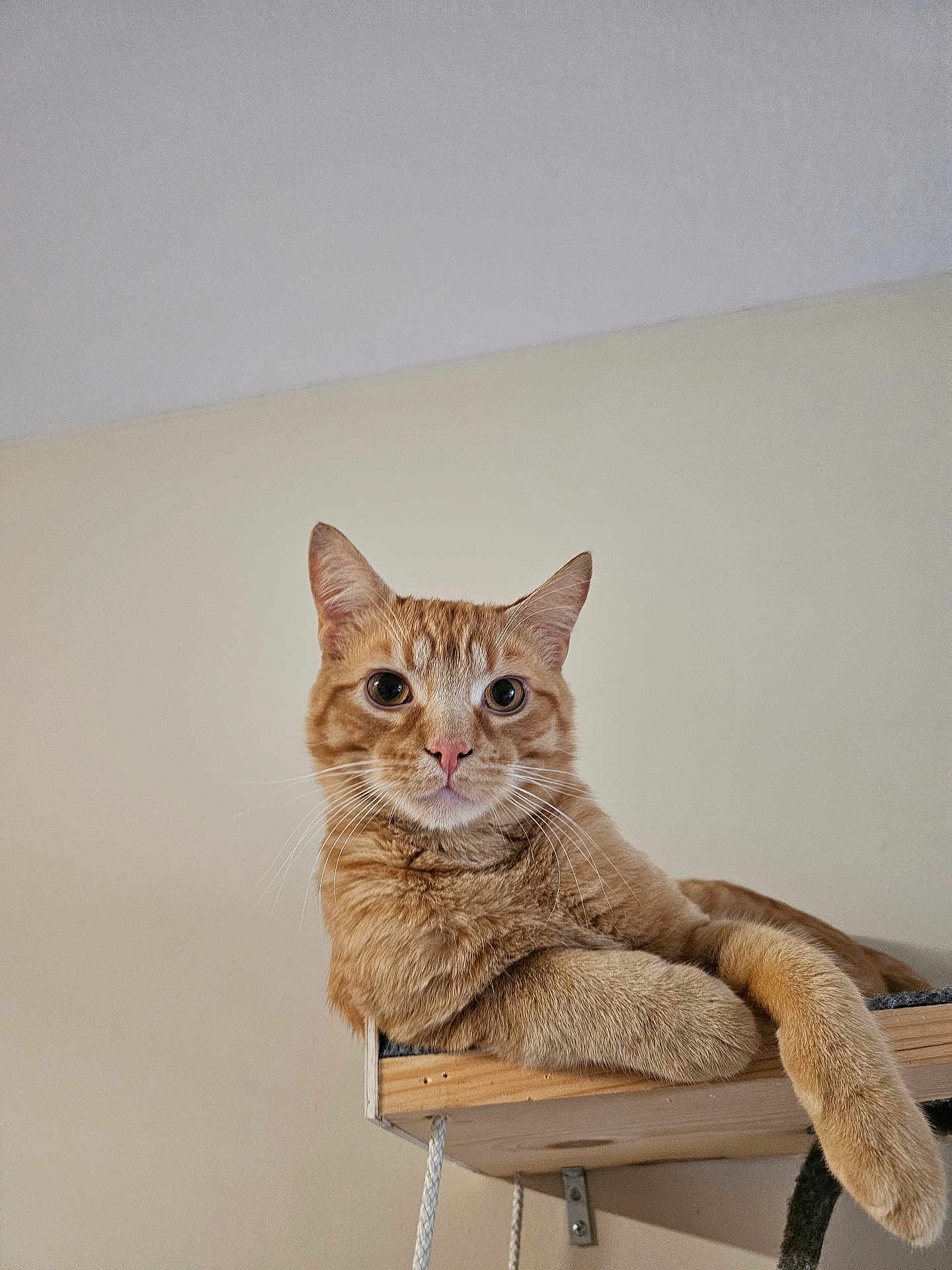 Simba is registered to the contest to win money with this photo: cat, ginger, feline, pet, indoor, shelf, wood, relaxed, curious, animal, whiskers, ears, paw, face, cute, domestic, fur, portrait, looking, resting
