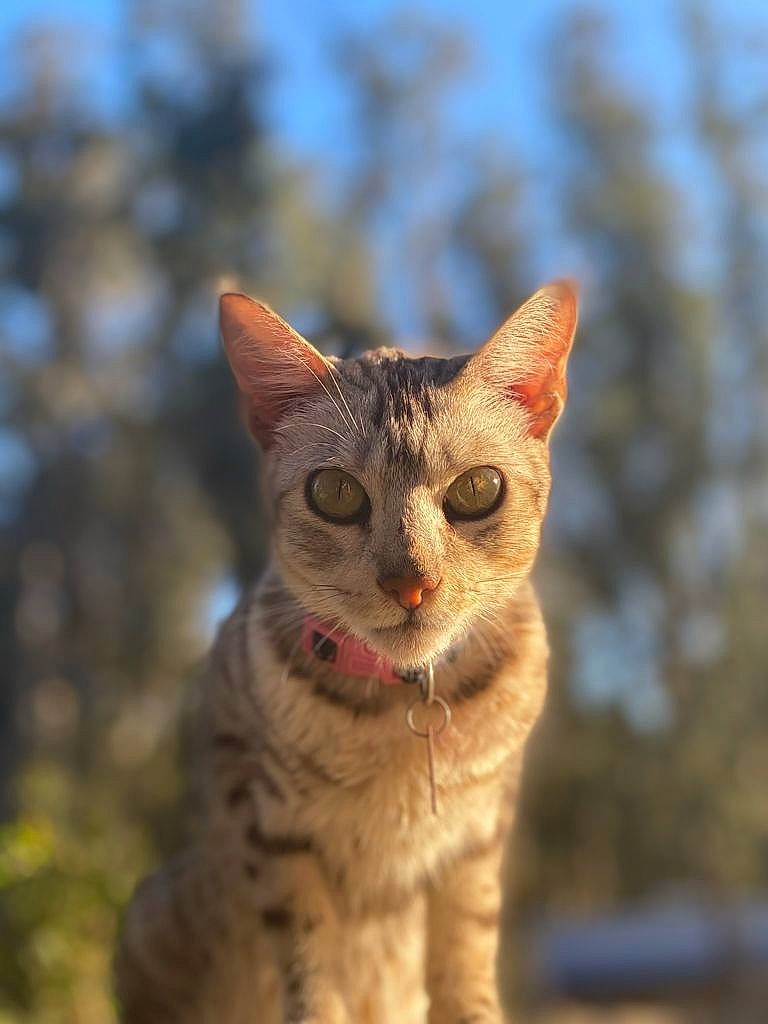 Sausage is registered to the contest to win money with this photo: carnivore, cat, claw, domestic_short_haired_cat, eye, fawn, felidae, fur, head, iris, paw, sand, sky, small_to_medium_sized_cats, snout, tail, terrestrial_animal, tree, whiskers, wildlife