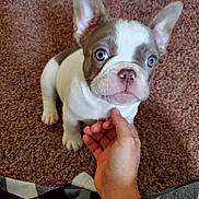 Rocky is registered to the contest to win money with this photo: animal, blue_eyes, carpet, companion, cute, dog, domestic, ears, french_bulldog, fur, hand, indoor, looking_up, pet, playful, puppy, sitting, small_dog, toy, young