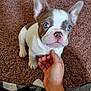 animal, blue_eyes, carpet, companion, cute, dog, domestic, ears, french_bulldog, fur, hand, indoor, looking_up, pet, playful, puppy, sitting, small_dog, toy, young