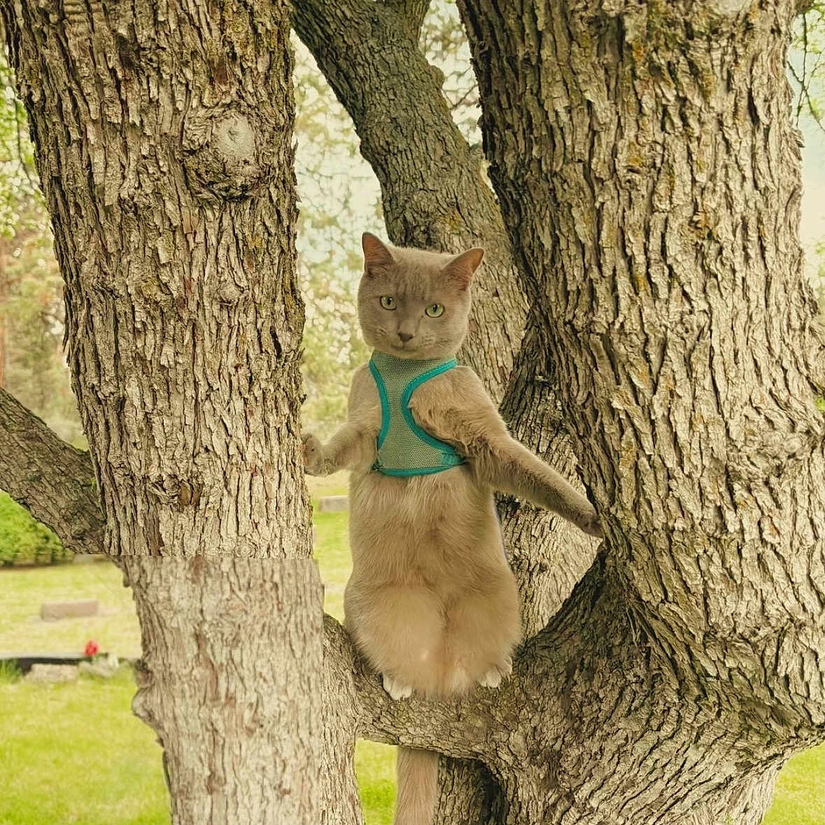 Mr Mons joined the competition — help win amazing prizes! animal, branch, cat, curious, daylight, eyes, fur, grass, greenery, harness, mammal, nature, outdoor, park, pet, standing, tree, trunk, wildlife, wood