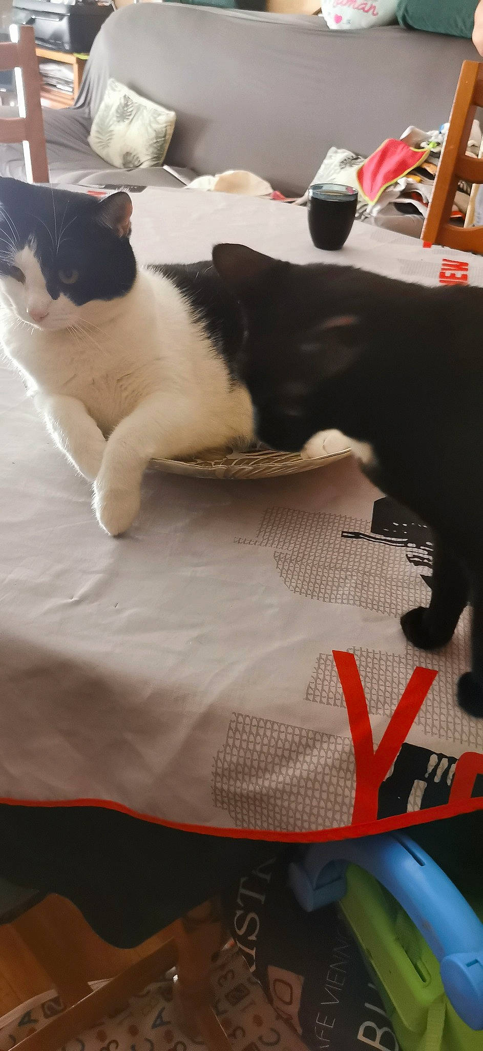 Rocket participe au concours pour gagner de l'argent avec cette photo : carnivore, cat, cat_supply, comfort, companion_dog, domestic_short_haired_cat, felidae, flooring, formal_wear, fur, linens, mammal, nap, paw, pet_supply, small_to_medium_sized_cats, snout, tail, terrestrial_animal, whiskers