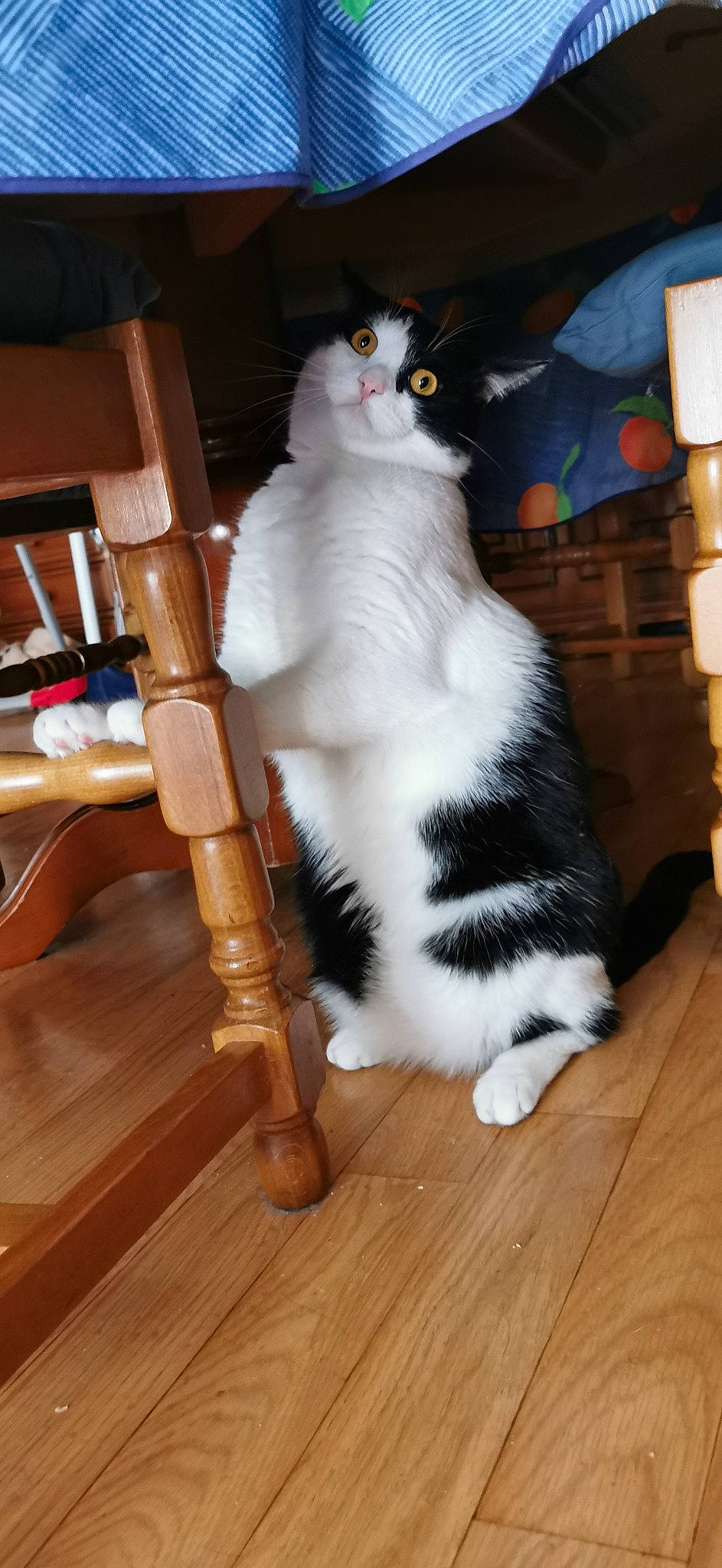 Rocket a rejoint le concours — aidez-le/la à gagner de superbes lots ! carnivore, cat, chair, companion_dog, domestic_short_haired_cat, felidae, floor, flooring, fur, hardwood, laminate_flooring, paw, sitting, small_to_medium_sized_cats, tail, varnish, whiskers, wood, wood_flooring, wood_stain