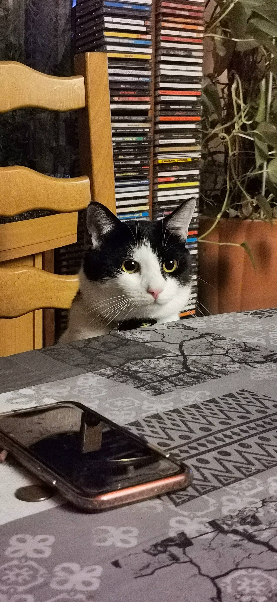 Rocket a rejoint le concours — aidez-le/la à gagner de superbes lots ! box, carnivore, cat, communication_device, computer, domestic_short_haired_cat, felidae, flooring, laptop, netbook, output_device, personal_computer, pet_supply, portable_communications_device, room, small_to_medium_sized_cats, tablet_computer, whiskers, window, wood