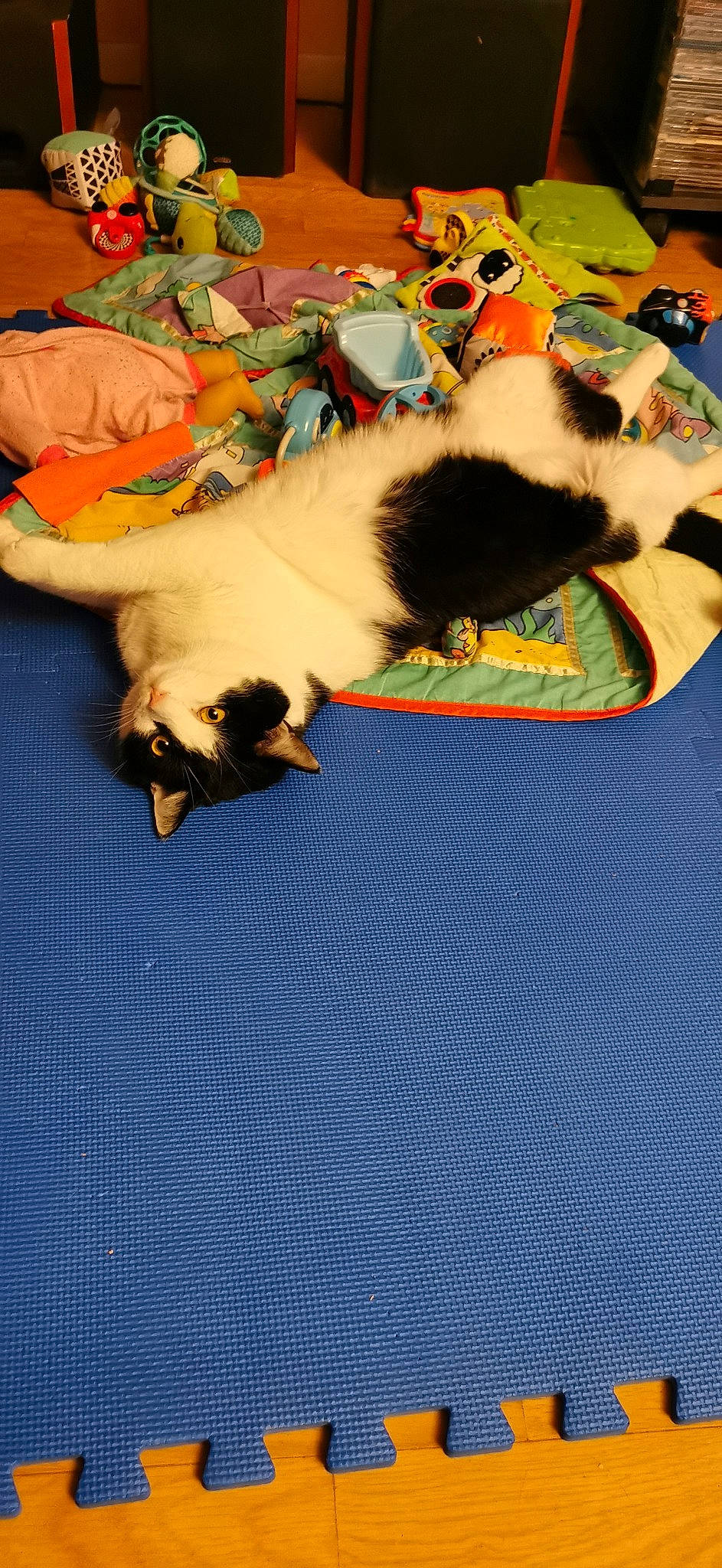 Rocket a rejoint le concours — aidez-le/la à gagner de superbes lots ! bedding, carnivore, carpet, cat, comfort, companion_dog, dog_breed, electric_blue, felidae, flooring, fur, linens, mammal, nap, paw, room, small_to_medium_sized_cats, tail, textile, whiskers