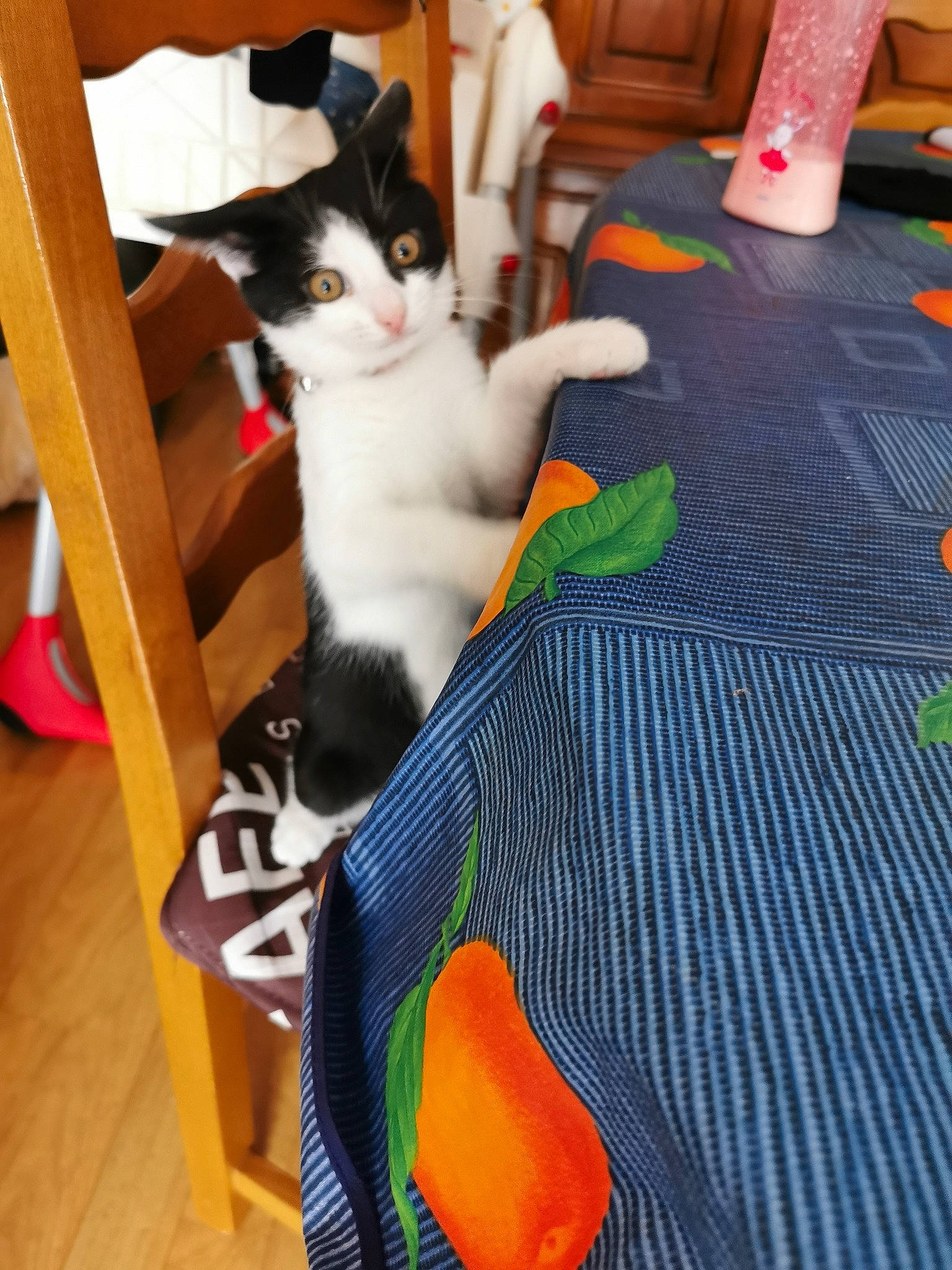 Rocket a rejoint le concours — aidez-le/la à gagner de superbes lots ! carnivore, cat, domestic_short_haired_cat, european_shorthair, felidae, kitten, leg, polydactyl_cat, small_to_medium_sized_cats, table, tail, whiskers