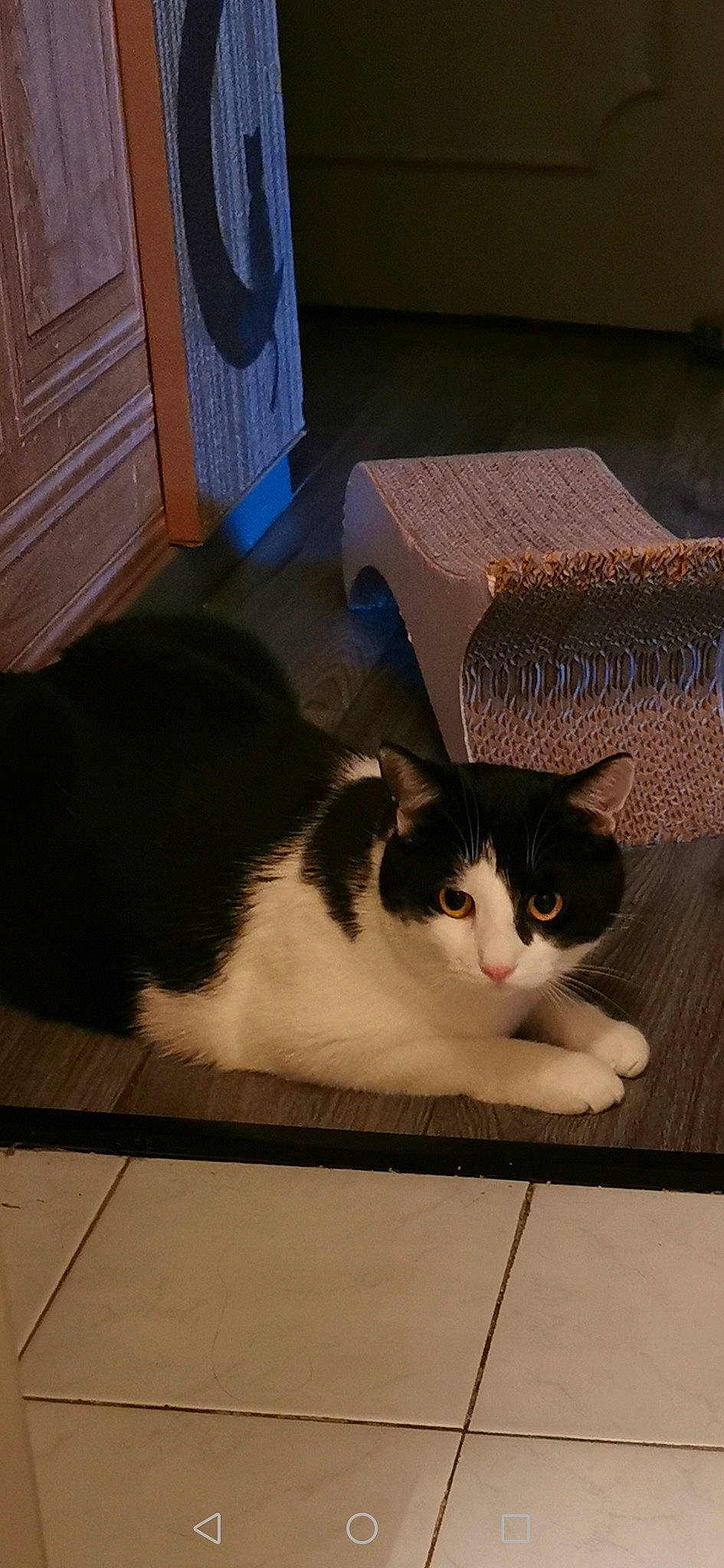 Rocket participe au concours pour gagner de l'argent avec cette photo : box, cardboard, carnivore, cat, comfort, domestic_short_haired_cat, door, felidae, flooring, fur, hardwood, packaging_and_labeling, pet_supply, rectangle, small_to_medium_sized_cats, snout, tail, whiskers, window, wood